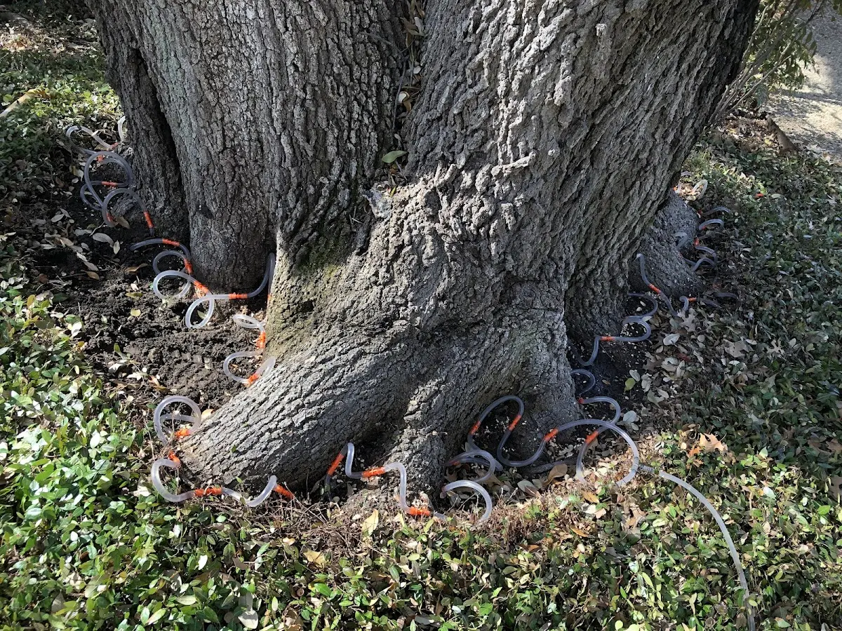 Detailed Tree Cabling and Bracing job site in South Barre