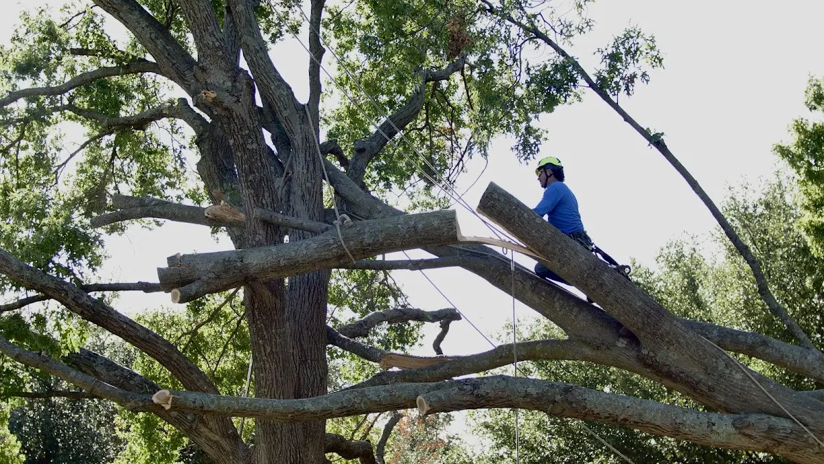 Professional Hazardous Tree Removal performed by certified arborists in South Barre